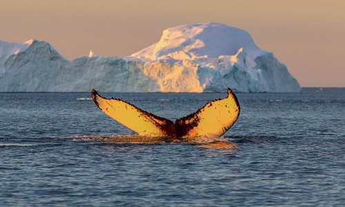 Whale in Disko Bay, Greenland