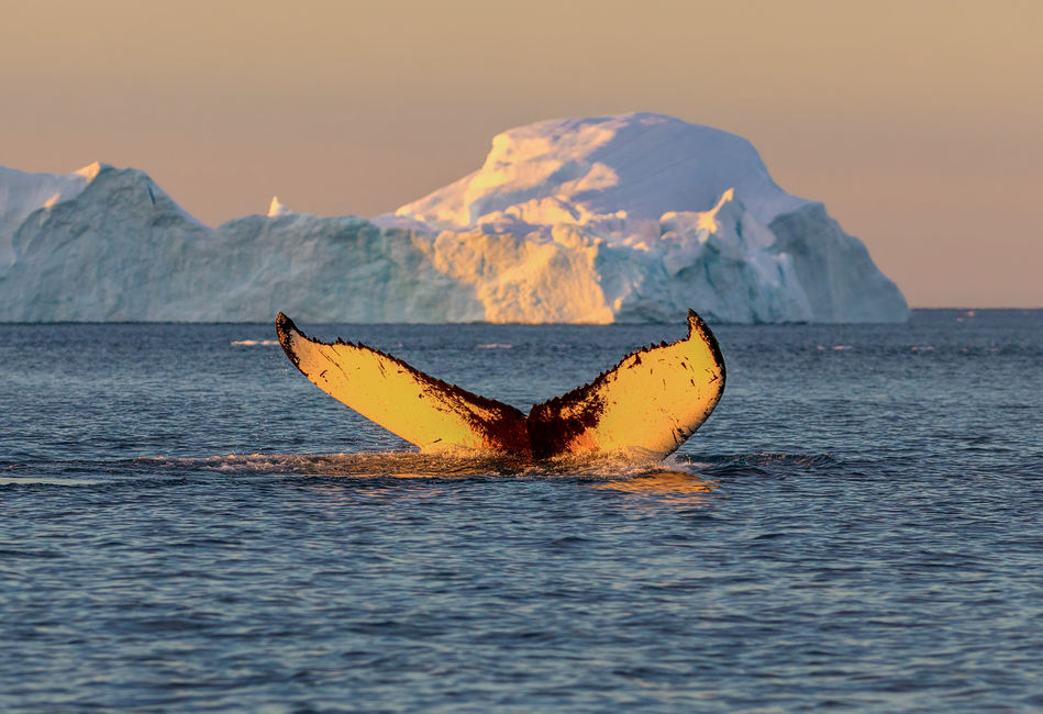  Humpback whale, Greenland