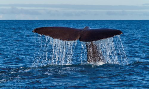 Whale Watching in New Zealand
