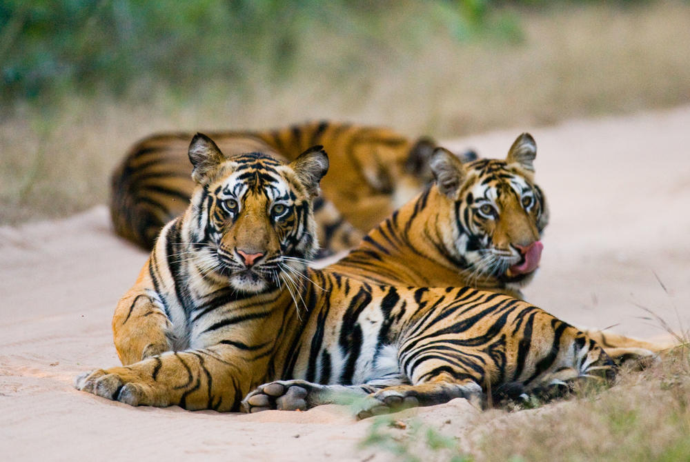 tigers at Bandhavgarh National Park